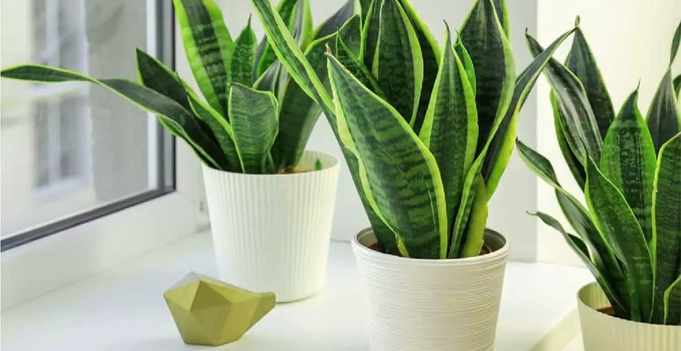 How Snake Plant Benefits In Home (Mother-In-Laws Tongue) - EmbraceGardening
