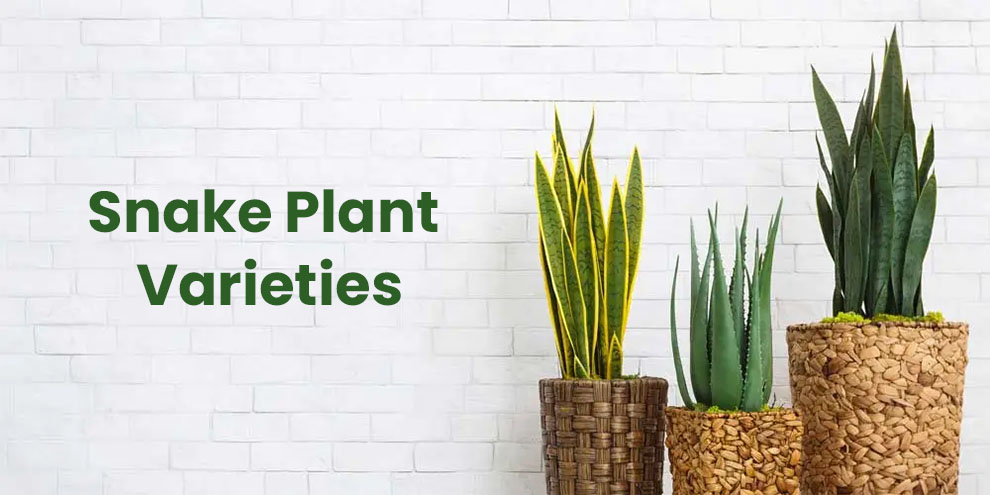 Snake Plant Varieties