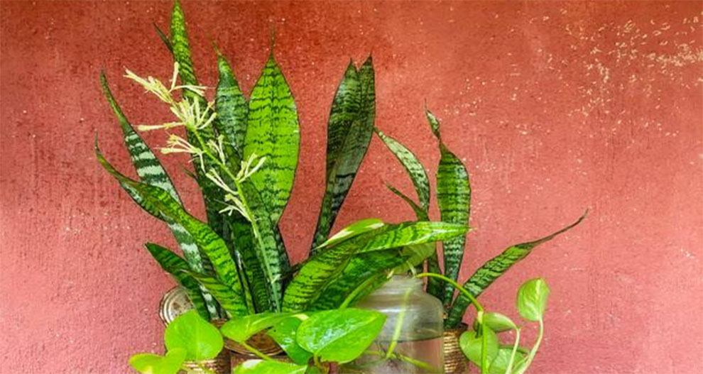 Snake Plants Bloom Like Regular Flowering Plants