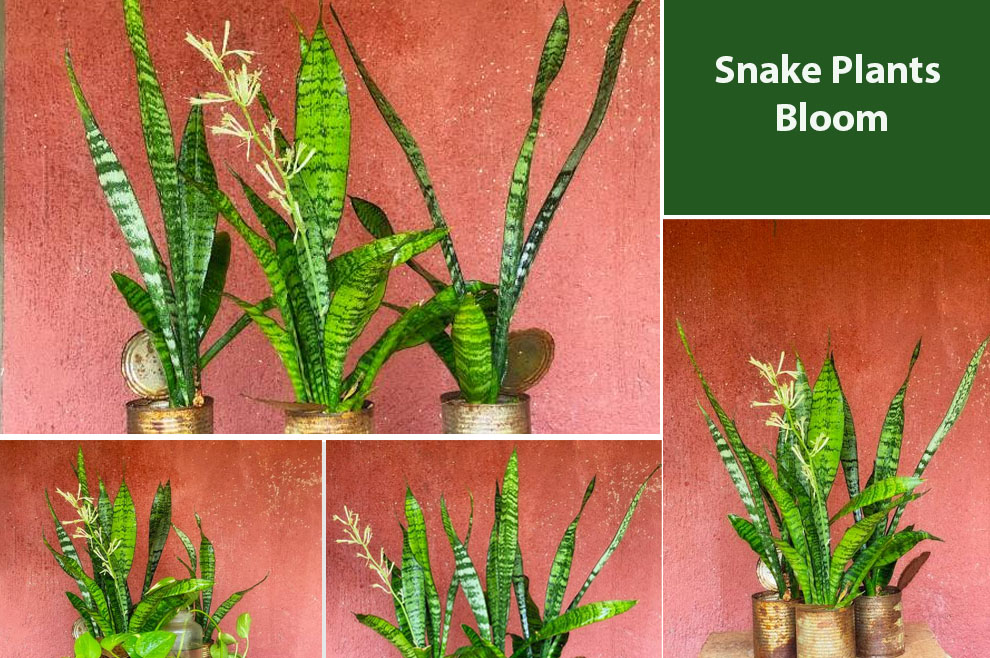Snake Plants Bloom