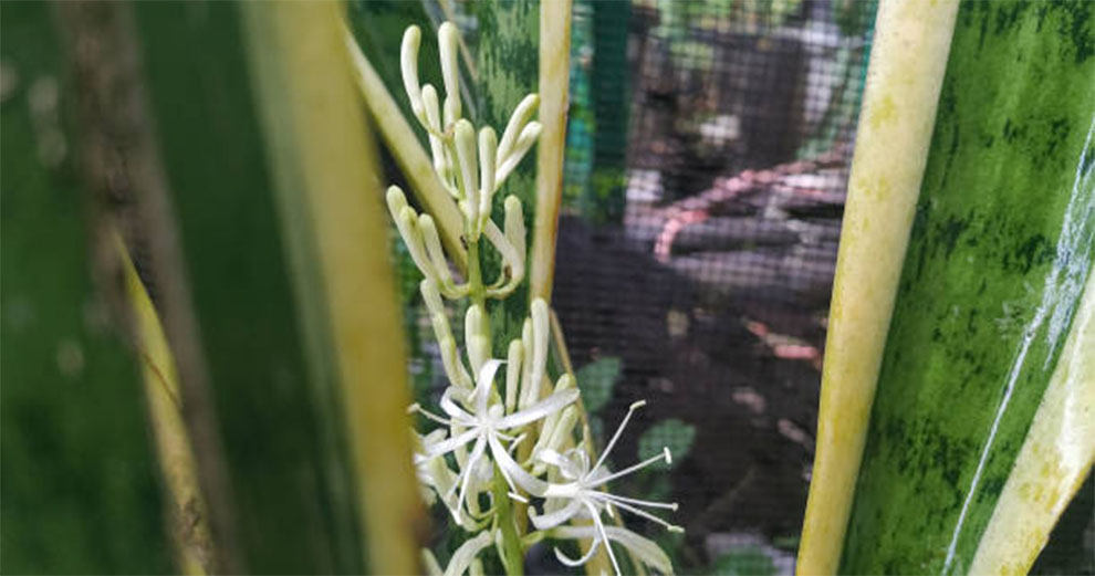 Snake Plants Flower