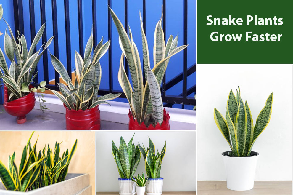 Snake Plants Grow Faster