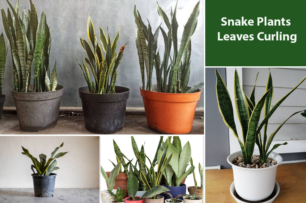 Snake Plants Leaves Curling