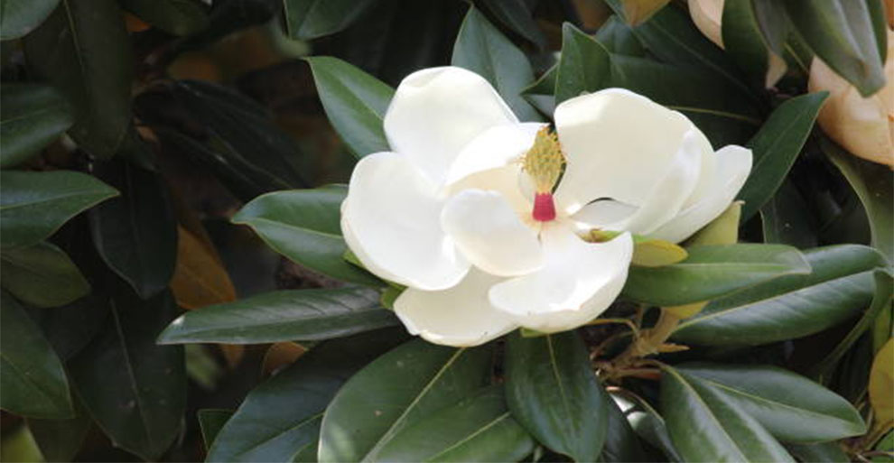 Southern (Little gem) Magnolia