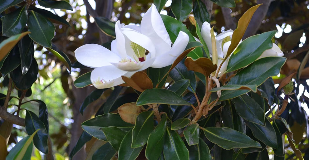 Southern (Little gem) Magnolia