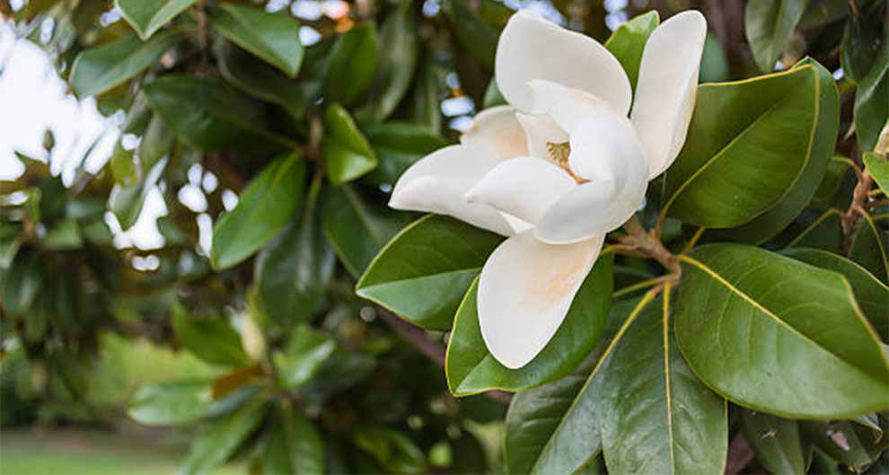 Southern Magnolia