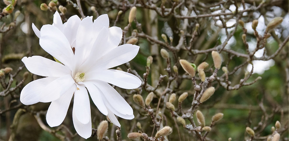 Star Magnolia
