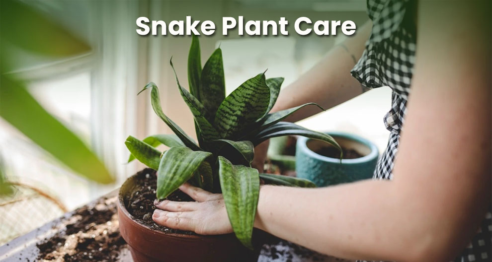 Snake Plant Care
