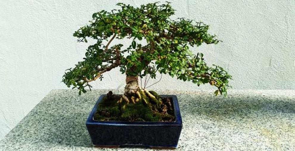 Temperature Tolerance for Bonsai