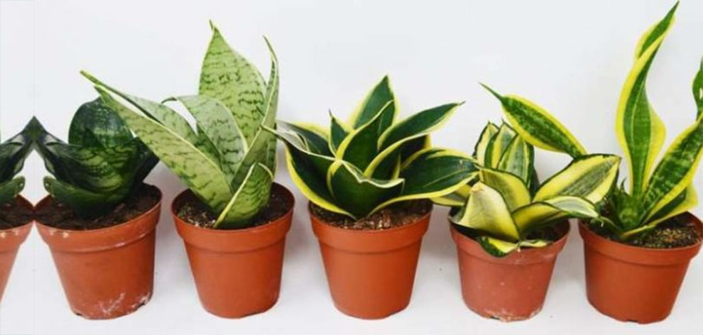 The Medicinal Advantage of a Snake Plant