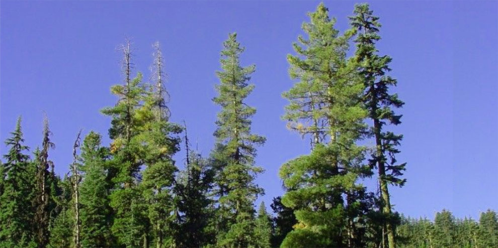 Tree height
