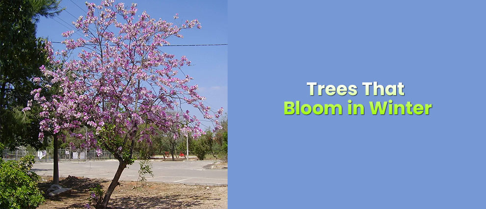 Trees that Bloom in Winter