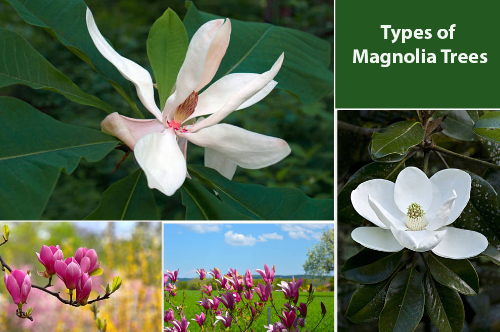 Types of Magnolia Trees