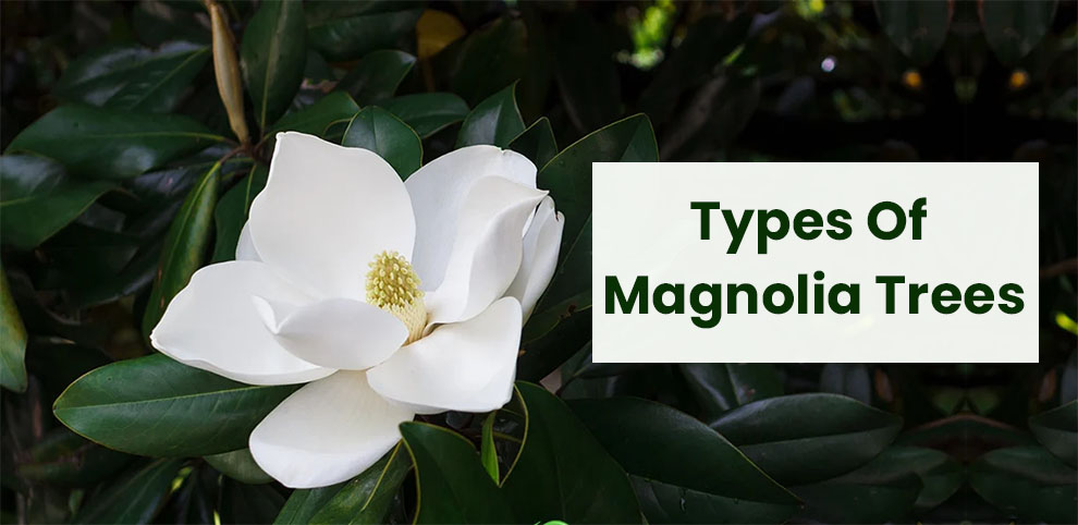 Types of Magnolia Trees