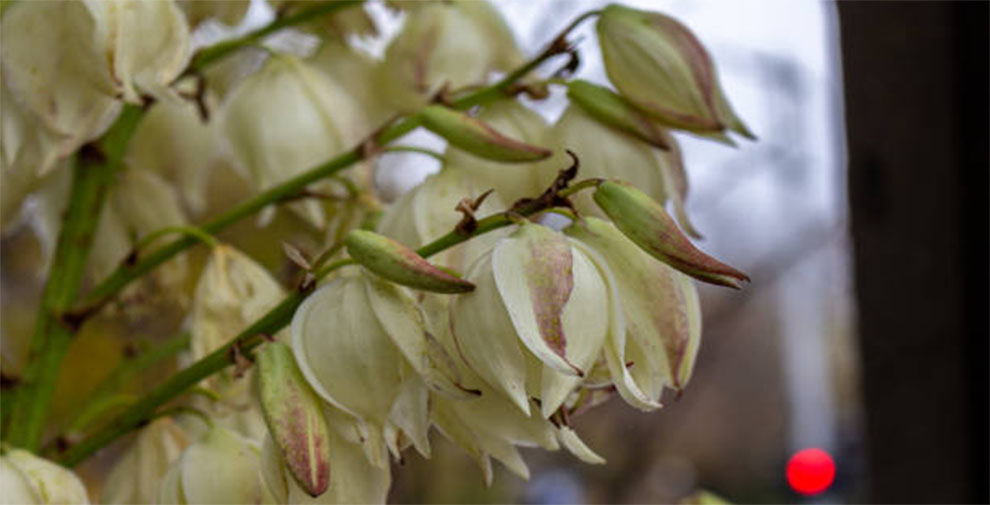 Verticillium Wilt