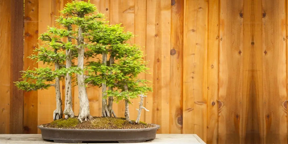 What Is The Temperature Tolerance for Bonsai