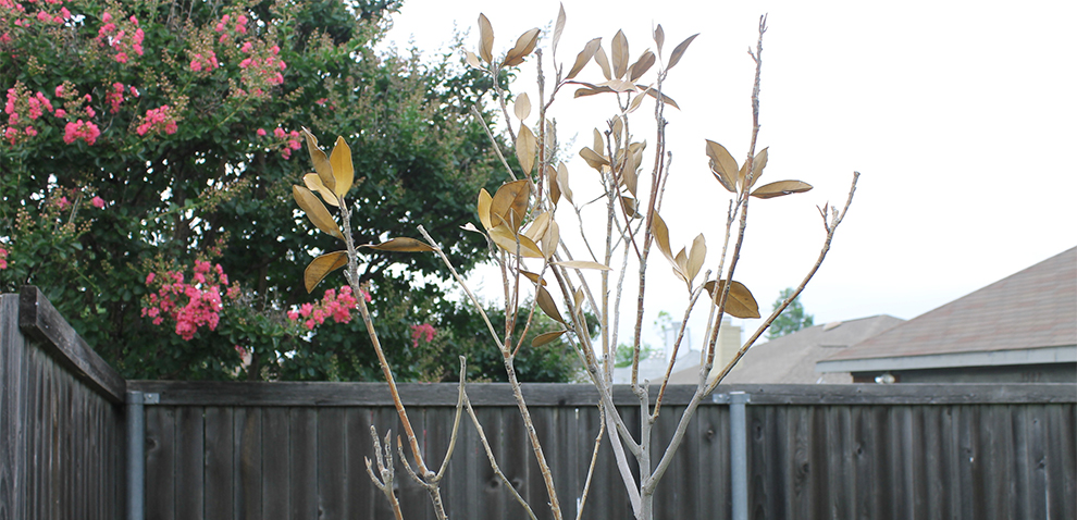 What Does A Dying Magnolia Tree Look Like - Symptoms That Should Alarm You