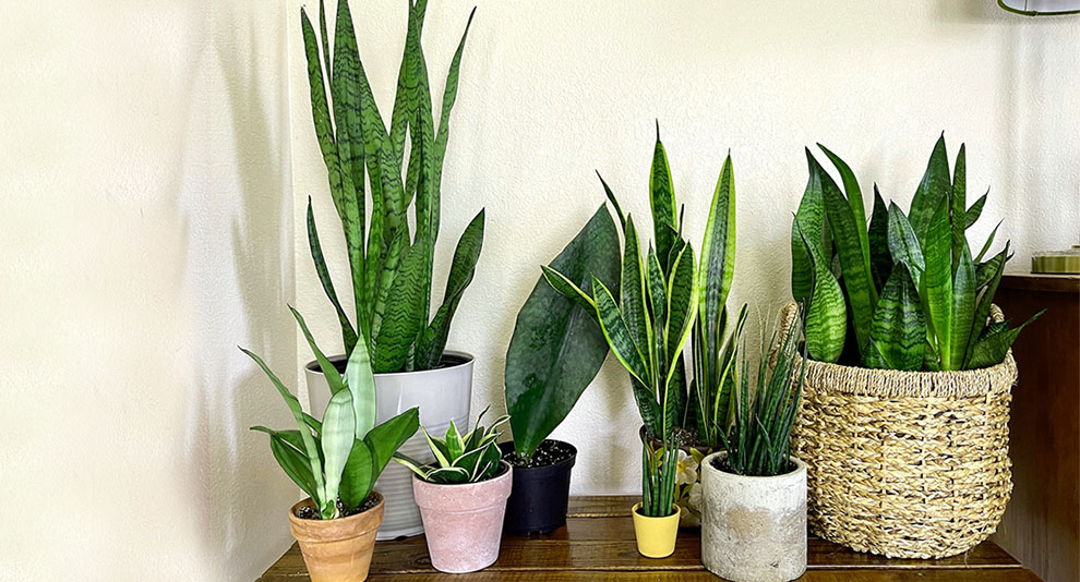 What Snake Plant Benefits Feng Shui Entails