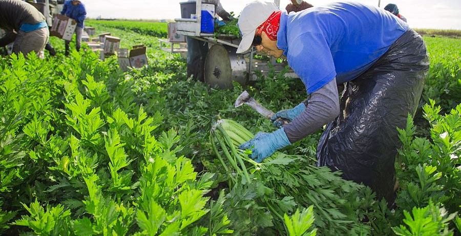 When and How To Harvest Celery