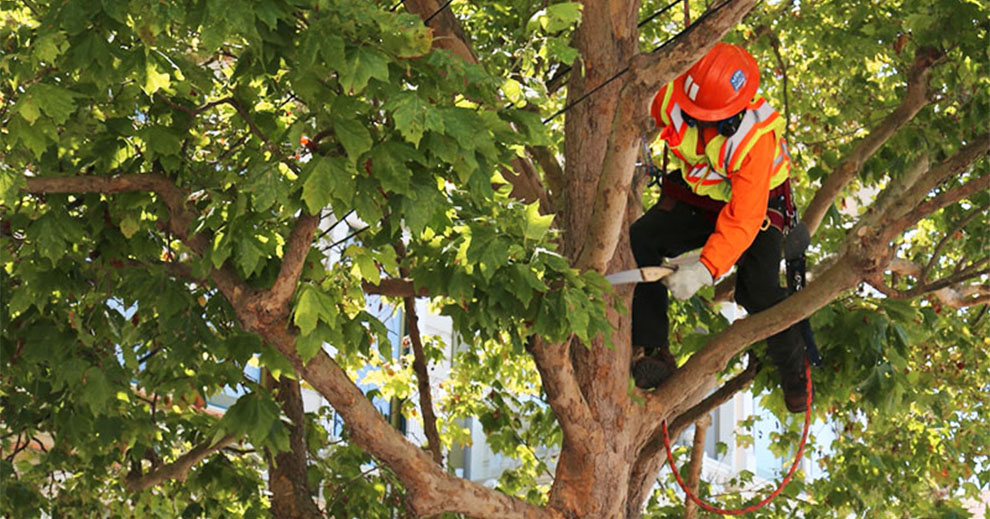 When to prune a Magnolia tree