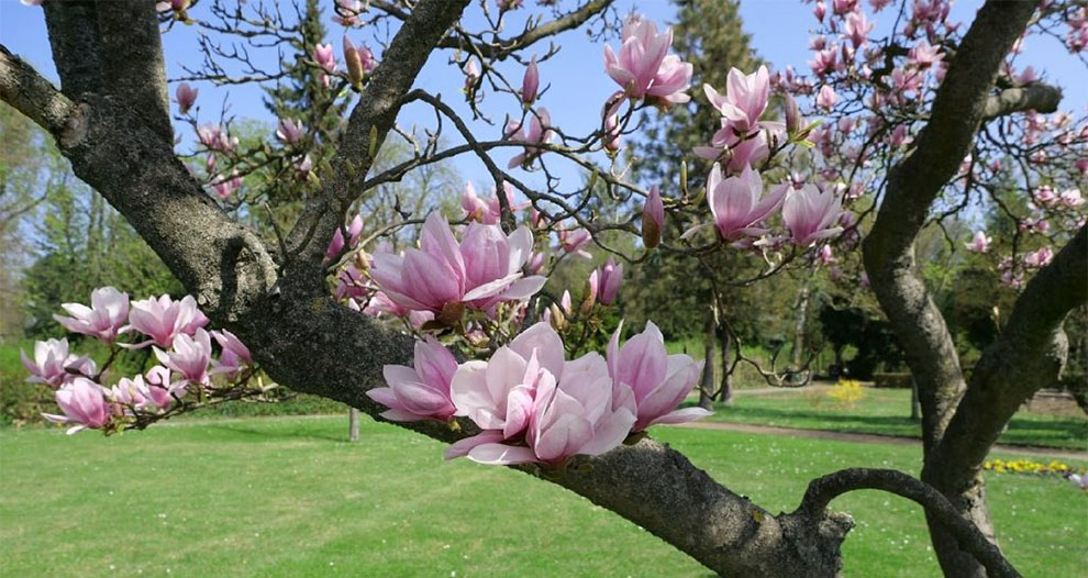 Where Do Magnolia Trees Look Best