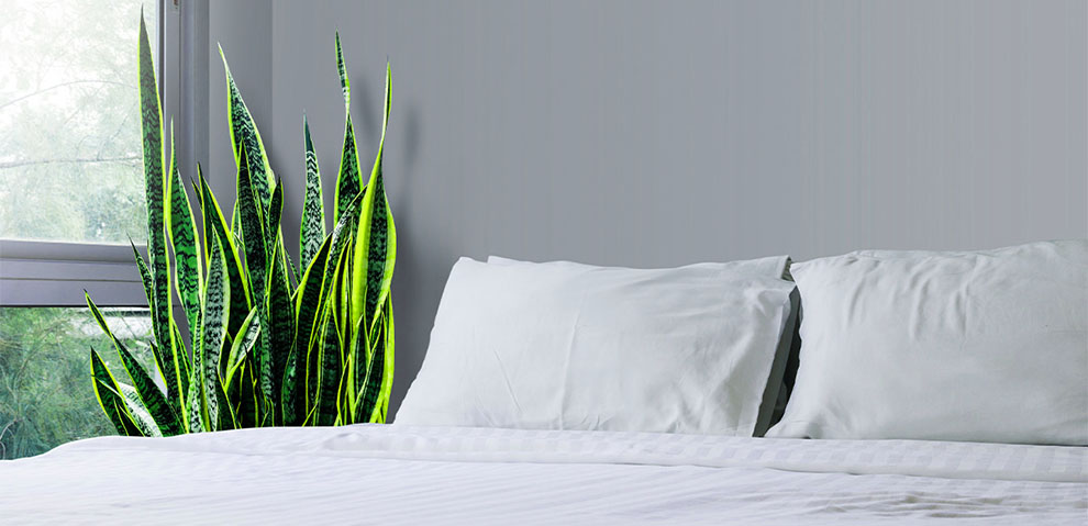Where Should I Place A Snake Plant In My House