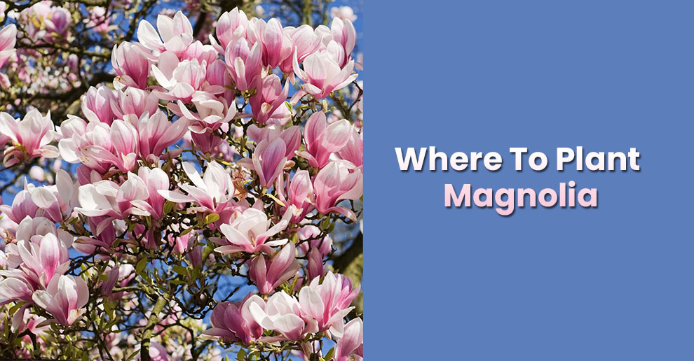 Where to plant magnolia