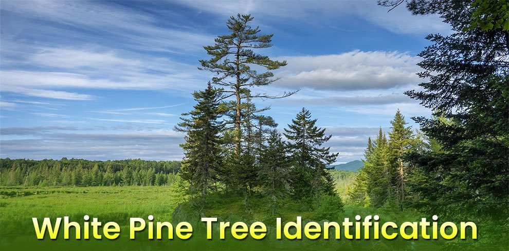 White pine tree identification