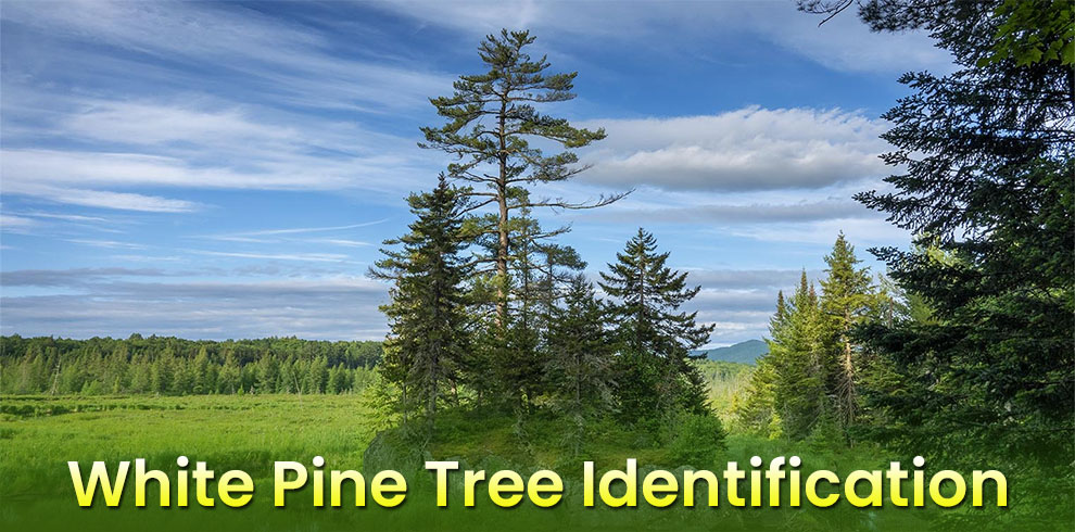 White Pine Tree Identification 