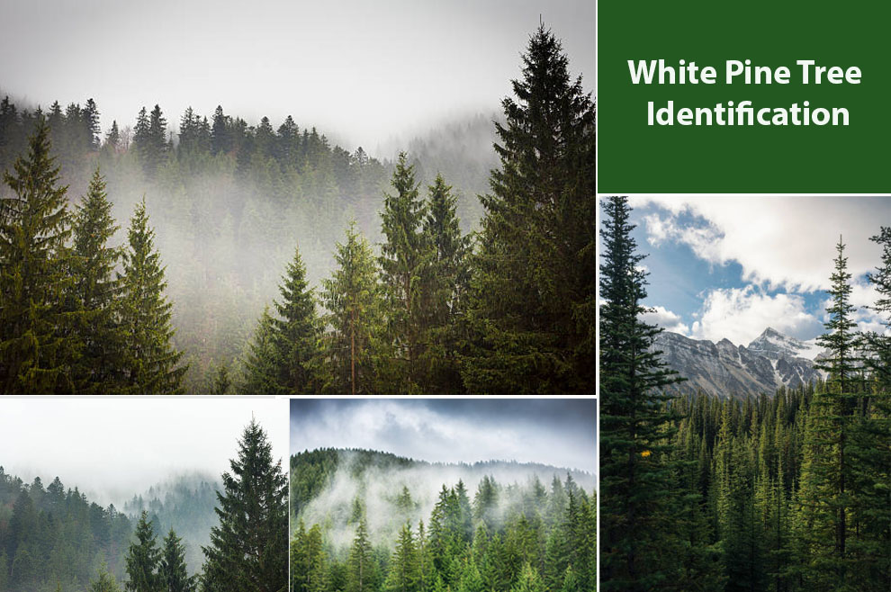 White Pine Tree Identification