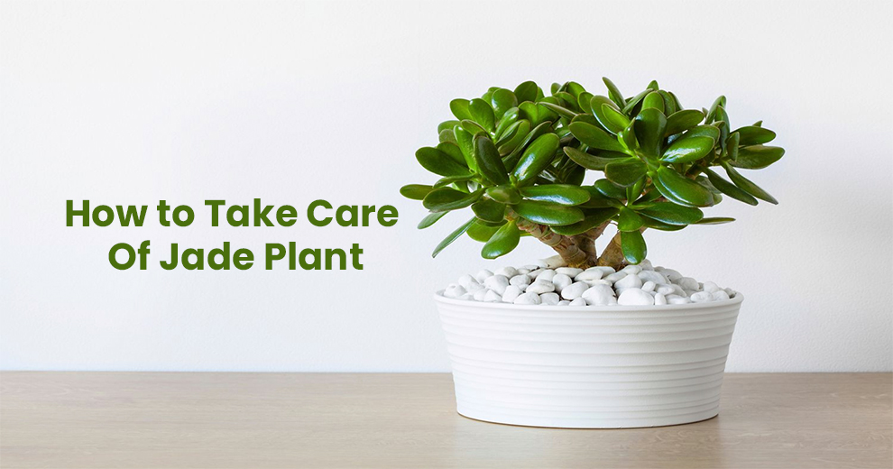 How to take care of jade plant