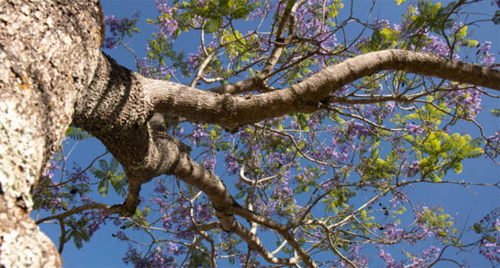 Jacaranda Bark