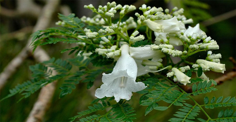 Jacaranda Mimosifolia Alba