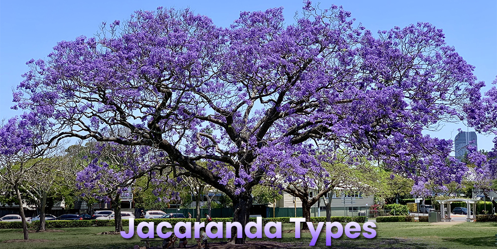 Jacaranda types