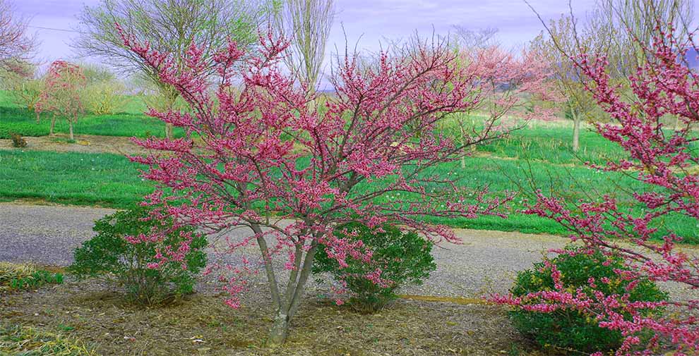 Ace of Hearts Redbud