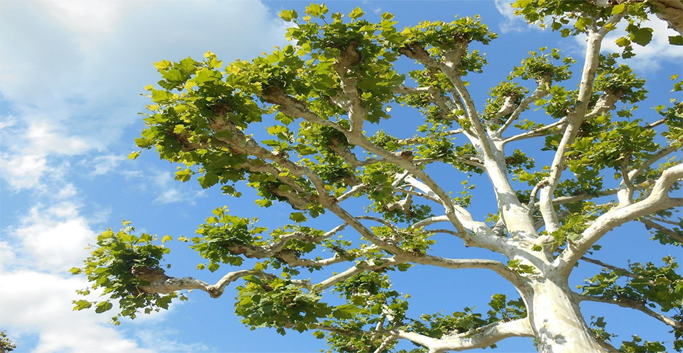 American Sycamore Tree