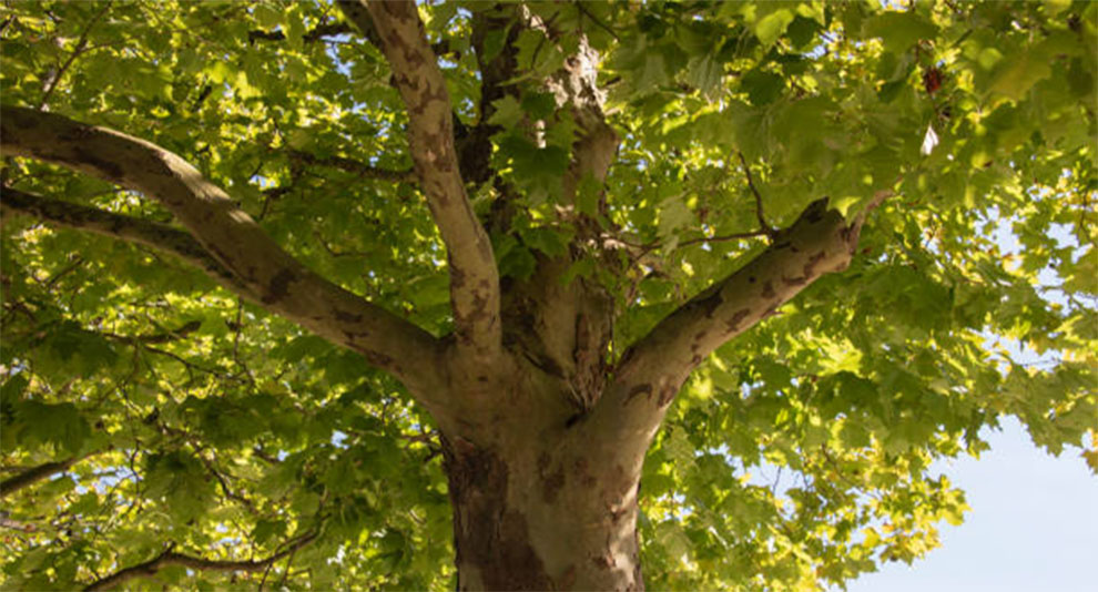 American Sycamore Care