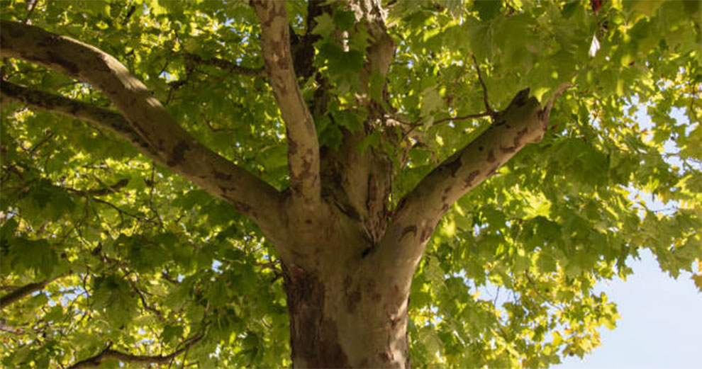 American Sycamore Tree