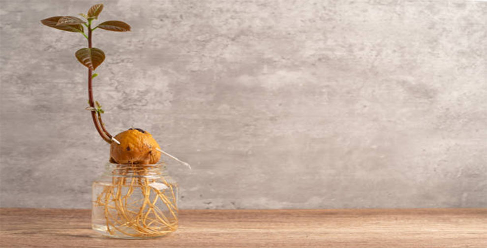 An Avocado Seed To Sprout In Water