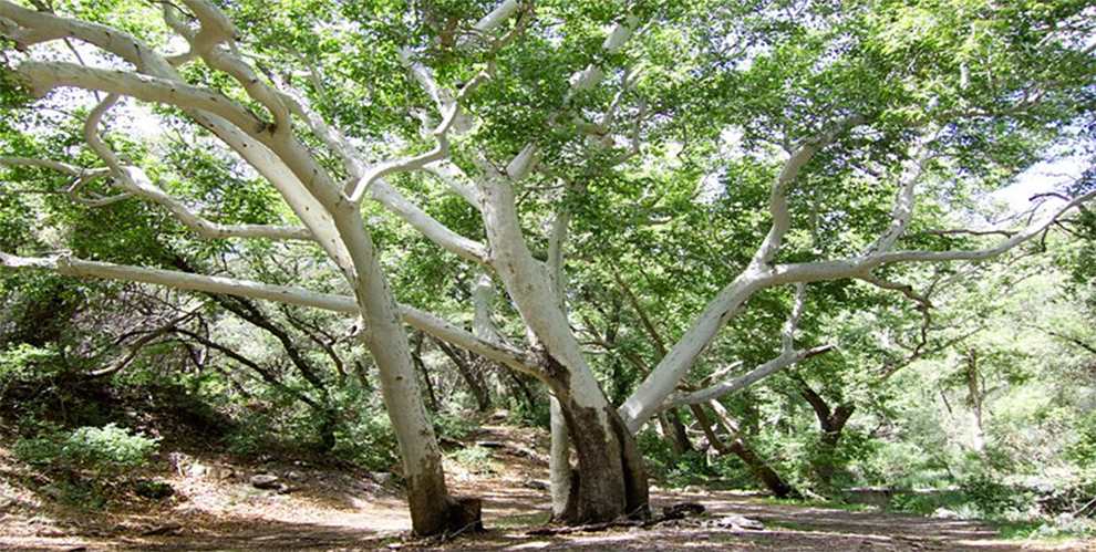 Arizona Sycamore Tree