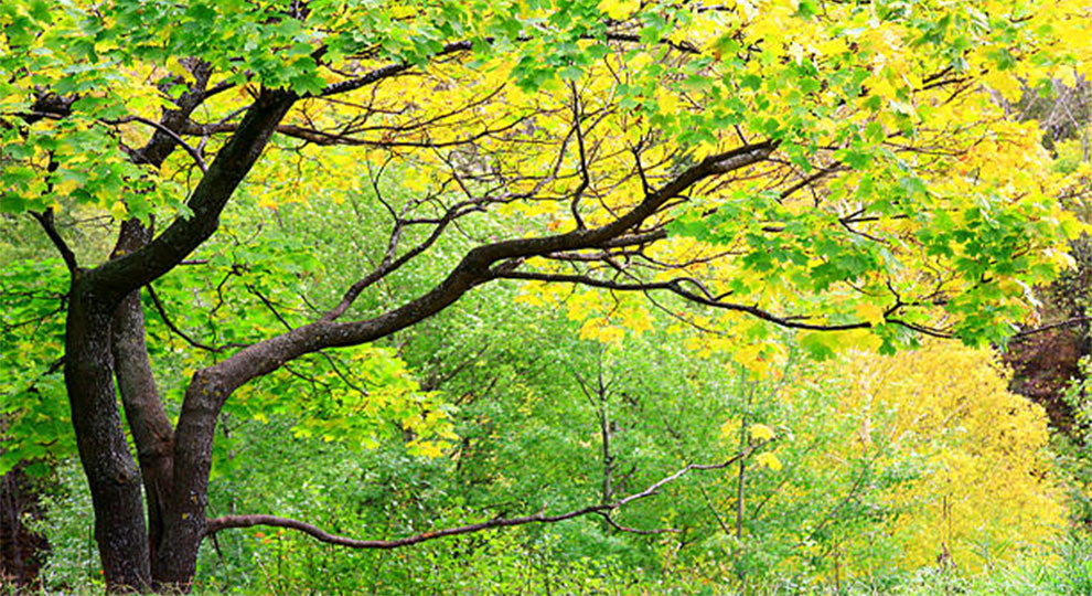 Arizona Sycamore Tree