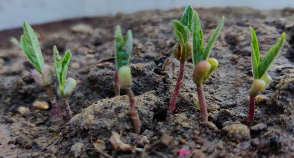 Asparagus To Grow From Seed