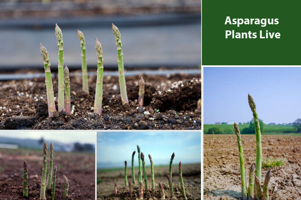 Asparagus Plants Live