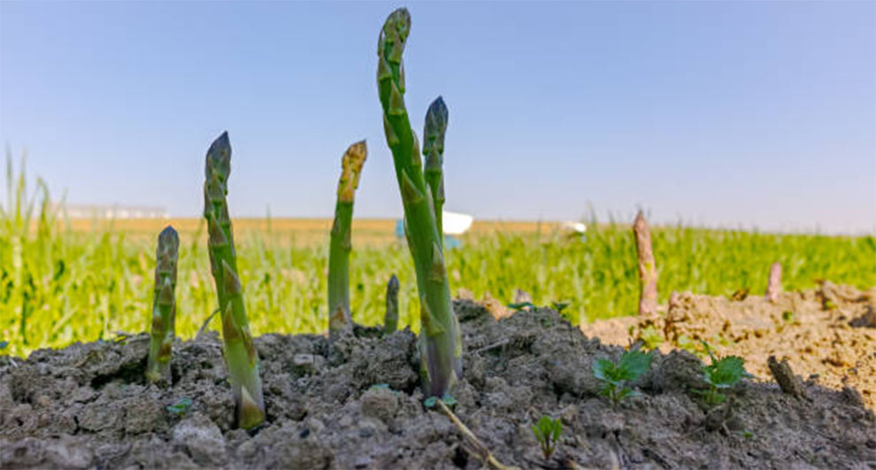 Asparagus Seeds Need Heat To Germinate