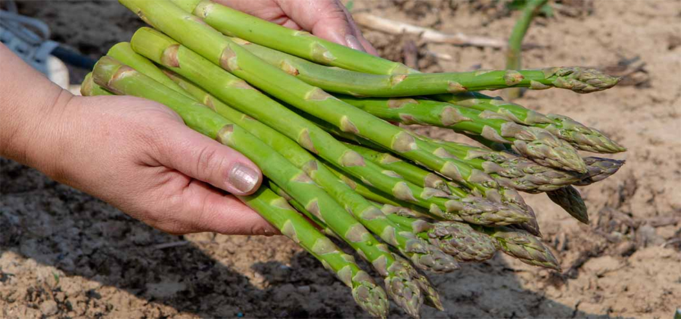 Asparagus that does not have at least two buds emerging