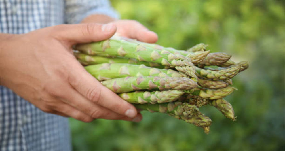 Atlas Asparagus