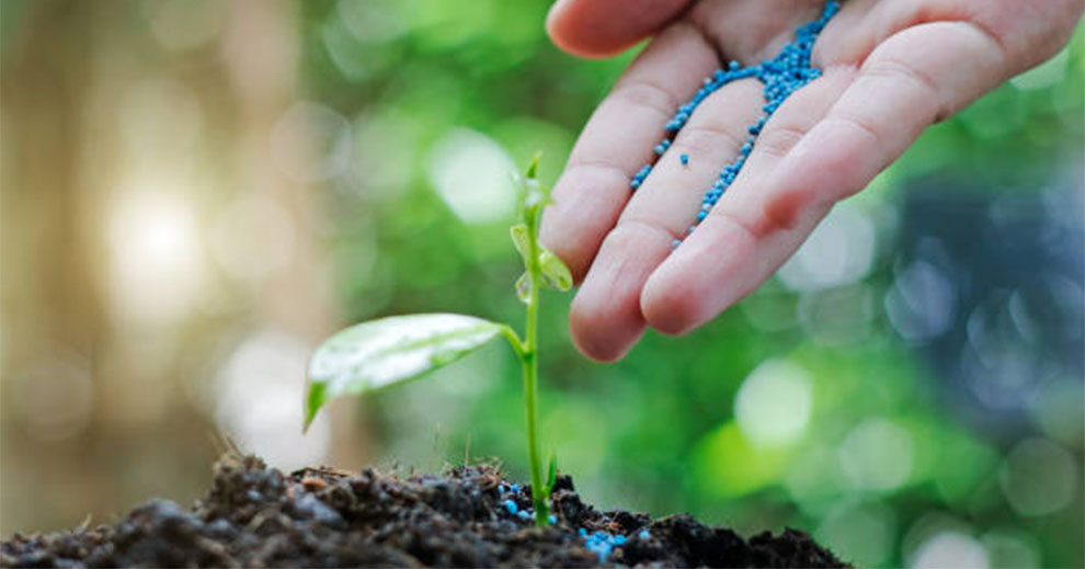 Avocado Fertilizer Schedule