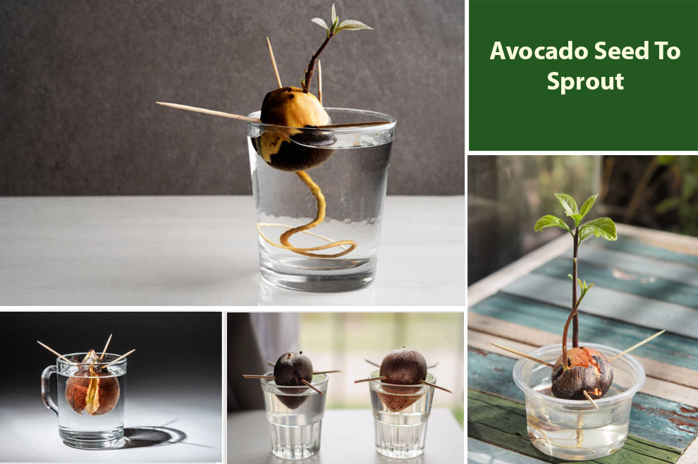 Avocado Seed To Sprout