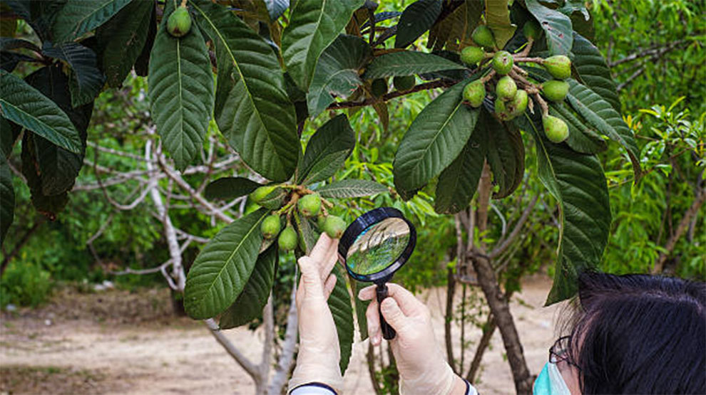 Avocado Tree Care Temperature And Humidity