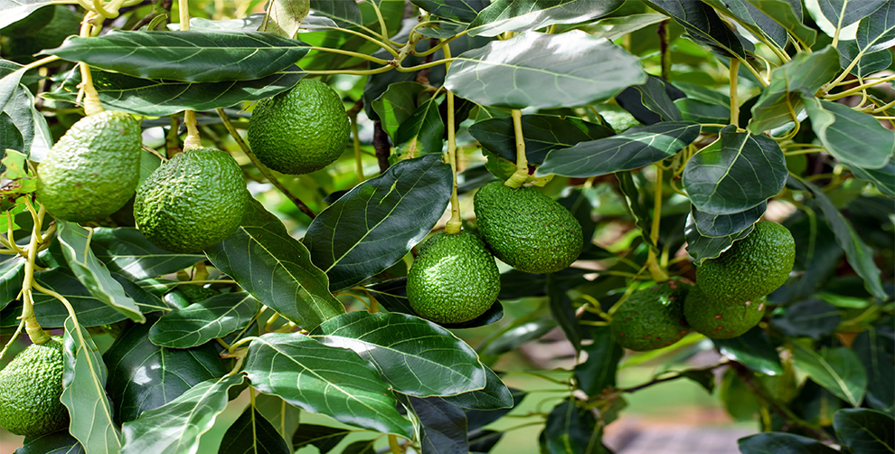 Avocado tree care temperature & humidity